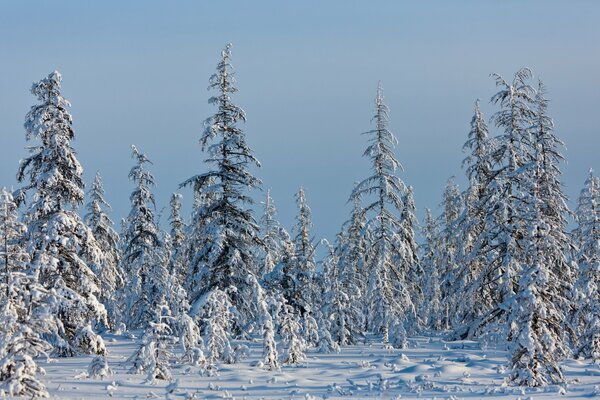 Winter Fichte im flauschigen Frost