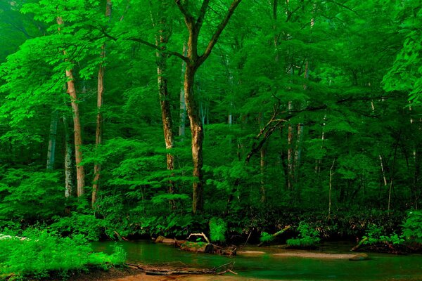 Alpine forest, forest on the shore