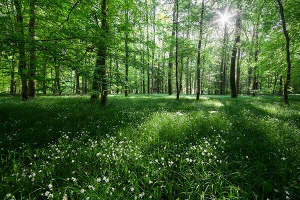 Forêt verte avec des fleurs en fleurs blanches