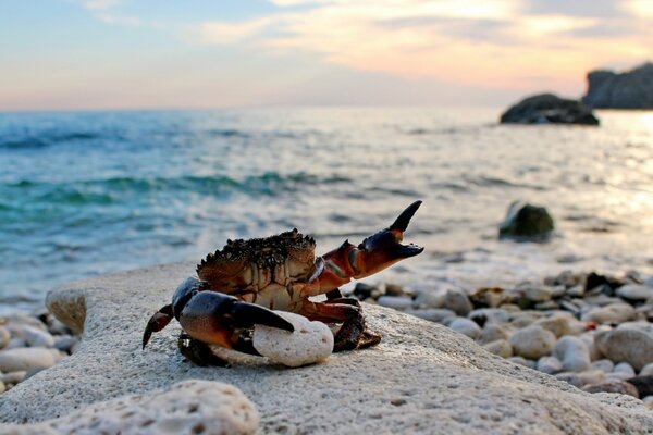 Gorgeous crab on a sandy beach