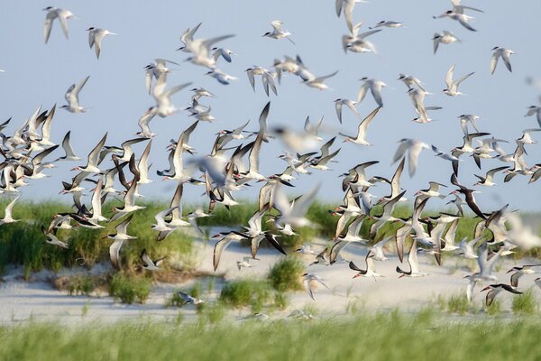 A flock of birds with the whole family