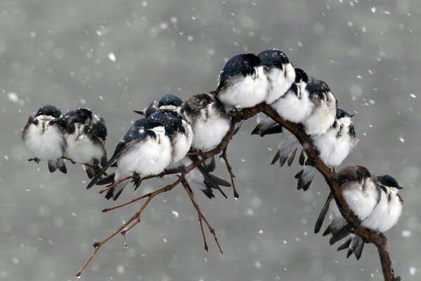 Una bandada de pájaros se acurrucan en una rama de árbol bajo la nieve que cae, para mantener el calor