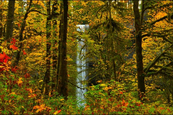 Vue de la cascade du côté de la forêt d automne