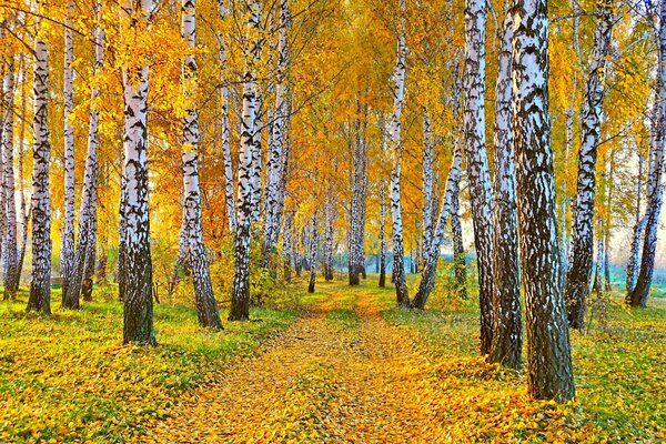 Autumn landscape nature birch with yellow leaves