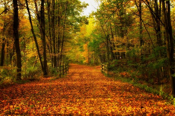 A walk through the colorful autumn park