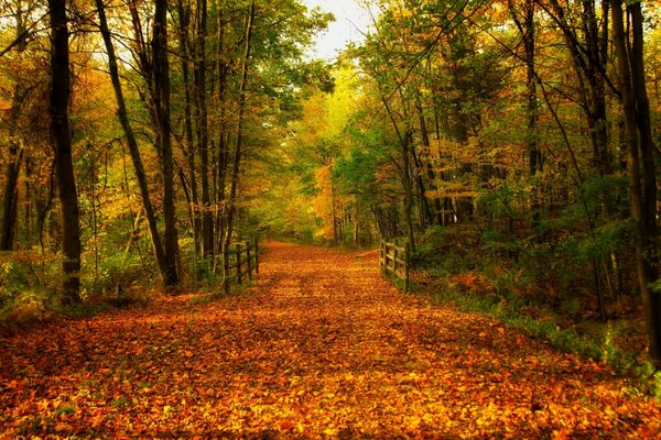 Passeggia nel colorato parco autunnale