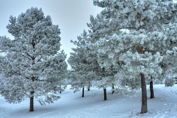 Winter slope of pine trees in the snow