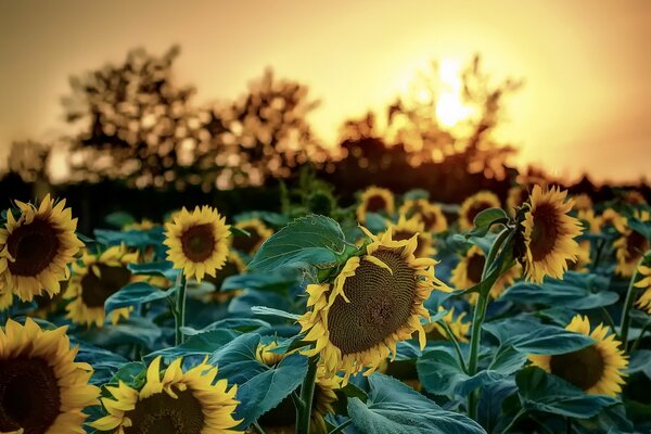 A field of sunflowers against the background of a bright sunset on a calm summer day