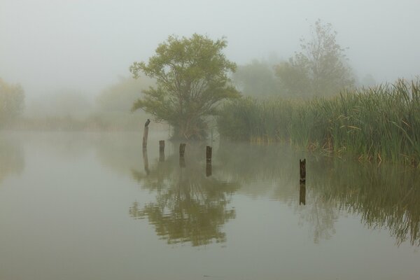 Mañana brumosa, cañas, lago