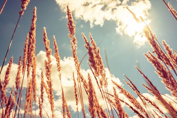 Viento en espigas de nubes