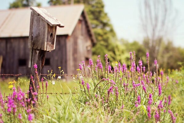 Fleurs sauvages vives sur fond de maison en bois