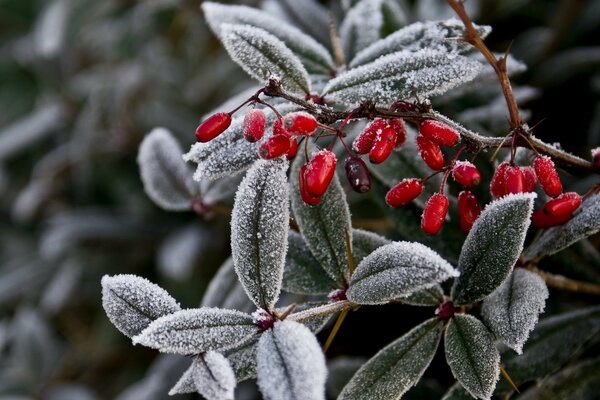 Givre sur les branches. Baies. Hiver