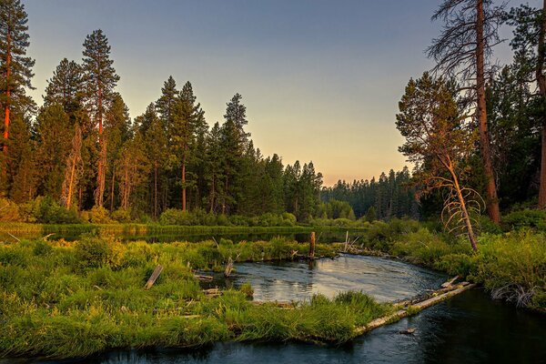 Landscape. Lake in the forest. Sunset Forest