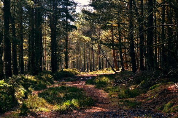 Walk along the path in the pine forest