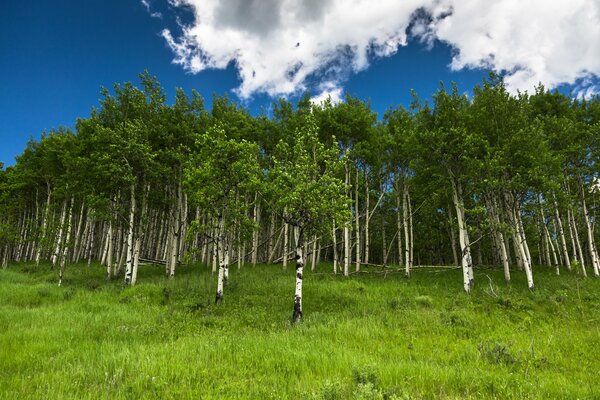 Schlanker Birkenwald unter dichtem grünem Gras unter azurblauem Himmel und Wolken