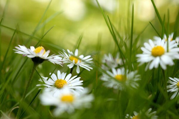 Camomille parmi les herbes