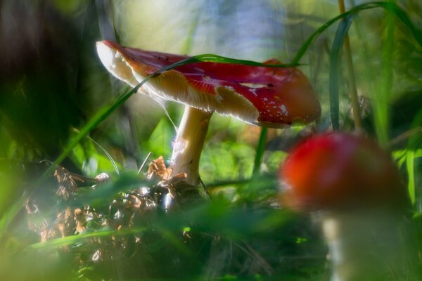 There are a lot of different mushrooms in the forest in autumn