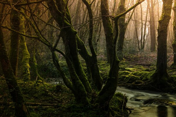 Un arroyo en un bosque denso. Musgo en los árboles