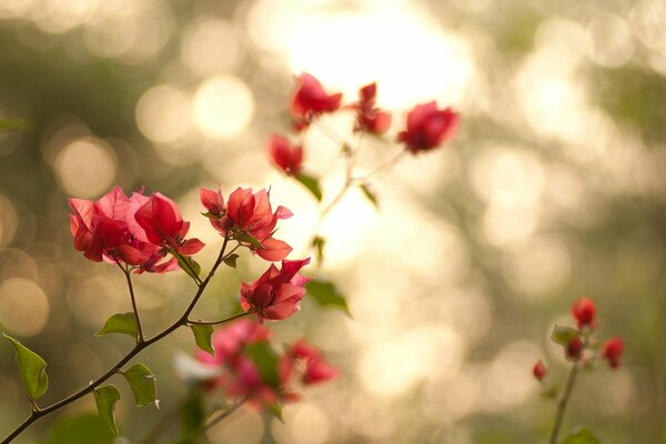 Delicate flowers of the setting sun