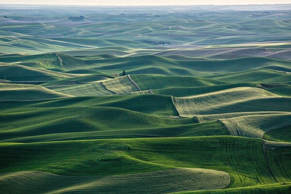 Panorama of nature in green shades