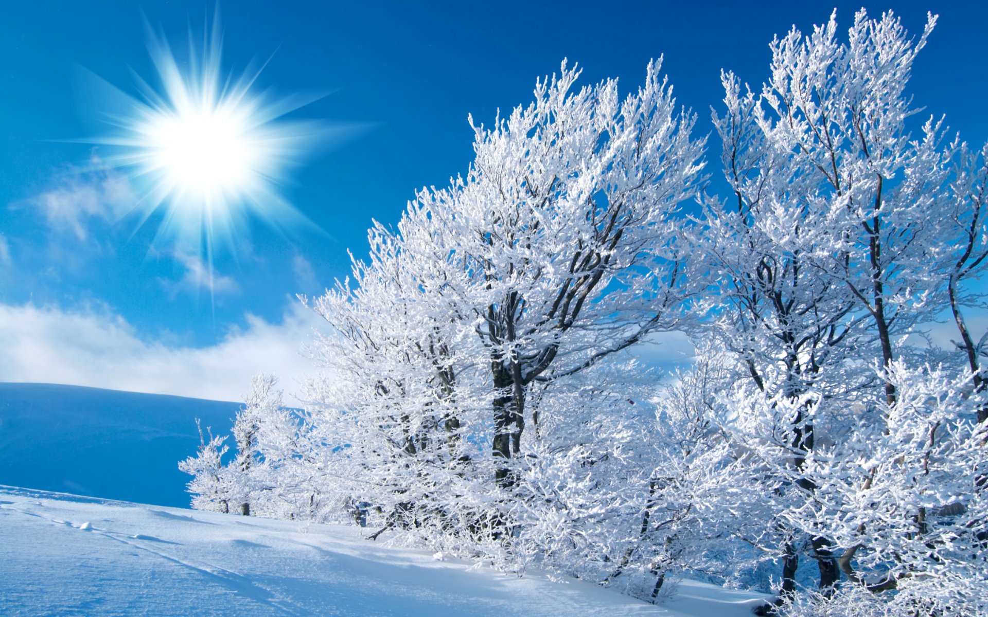 hiver ciel soleil lumière neige arbres champ givre traces gel