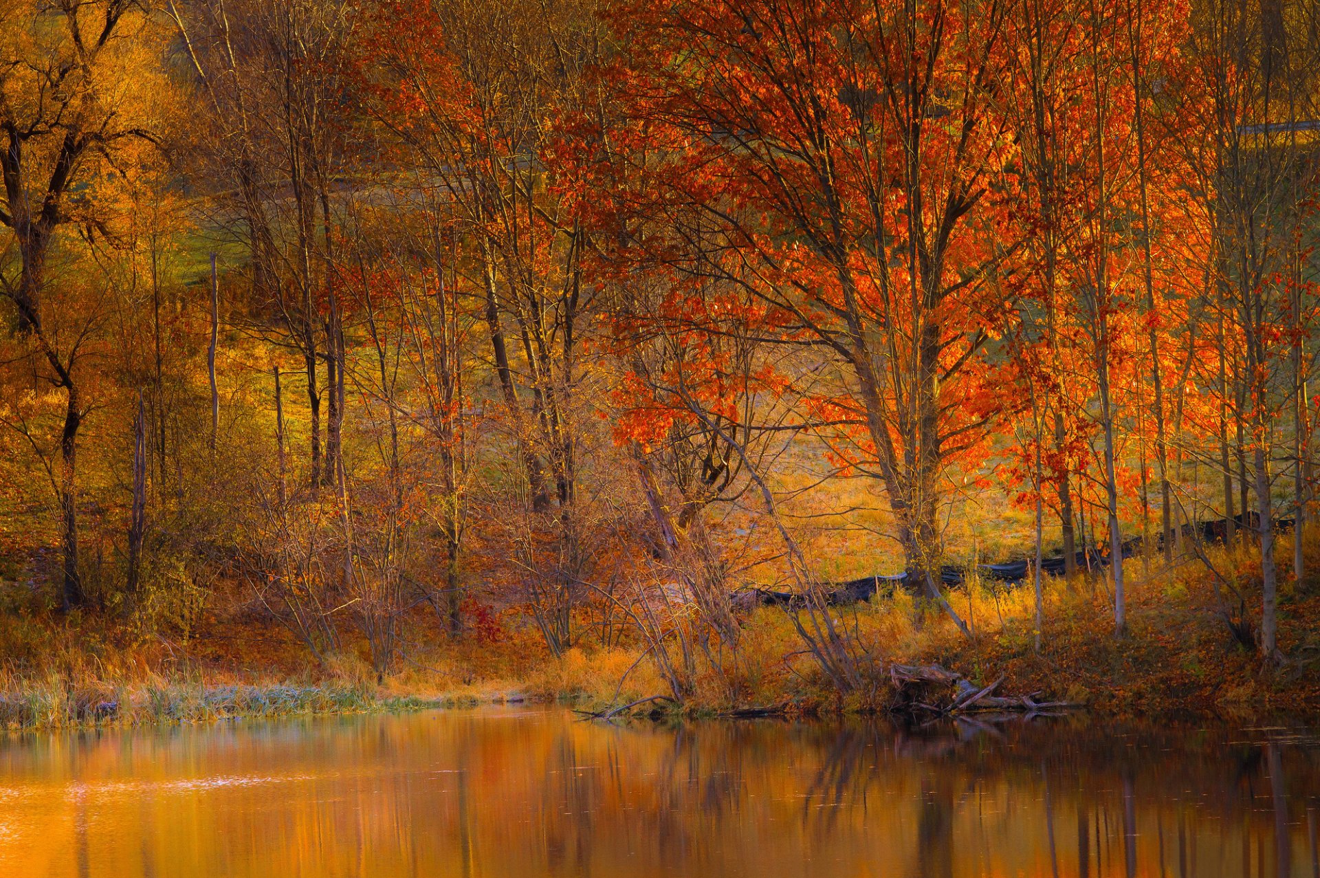 pendiente árboles lago otoño