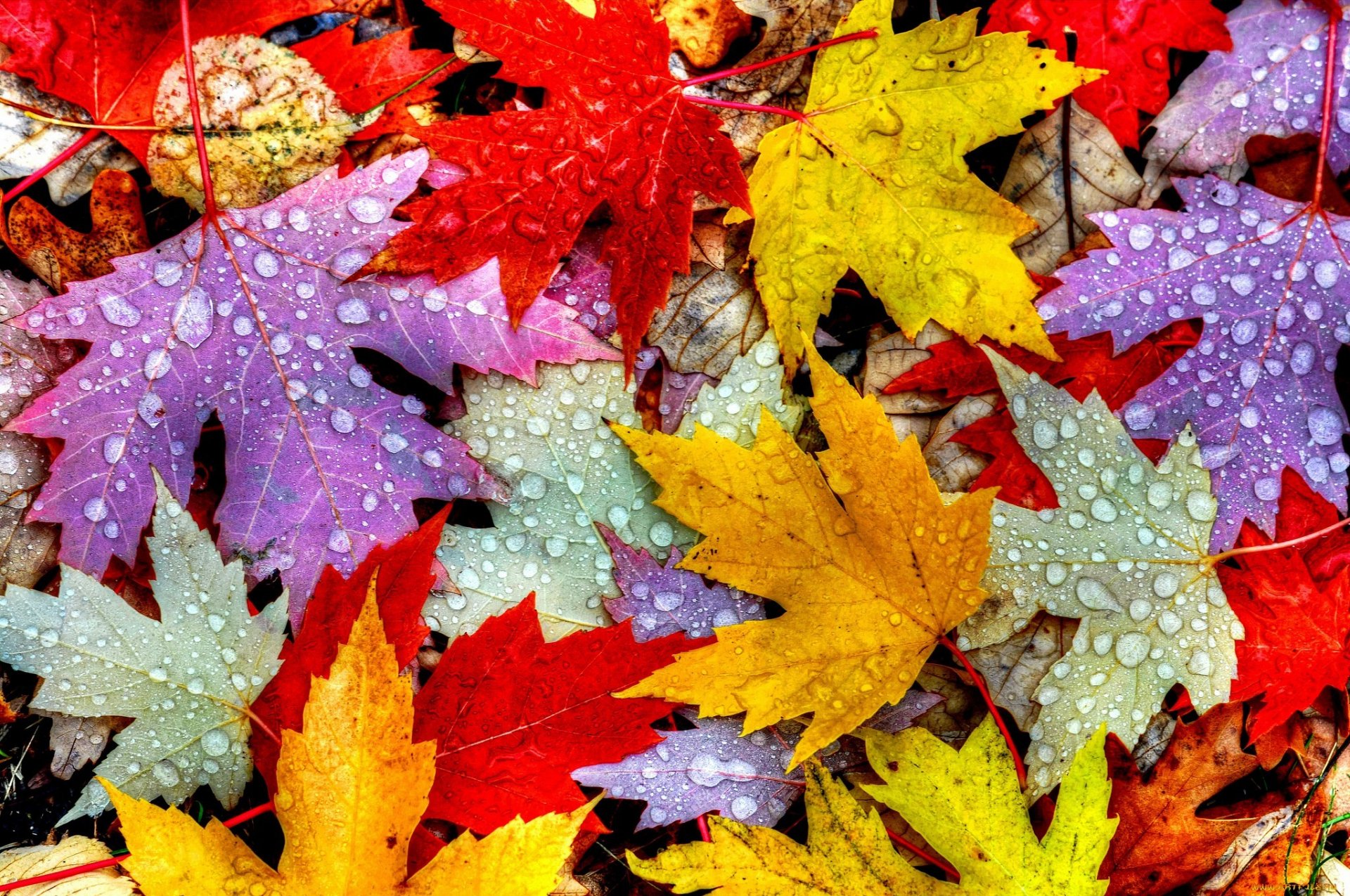 blätter herbst tropfen wasser tau laub farbe makro