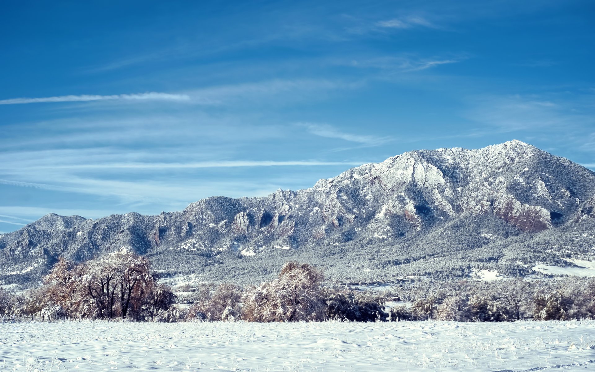 colorado mountain snow tree