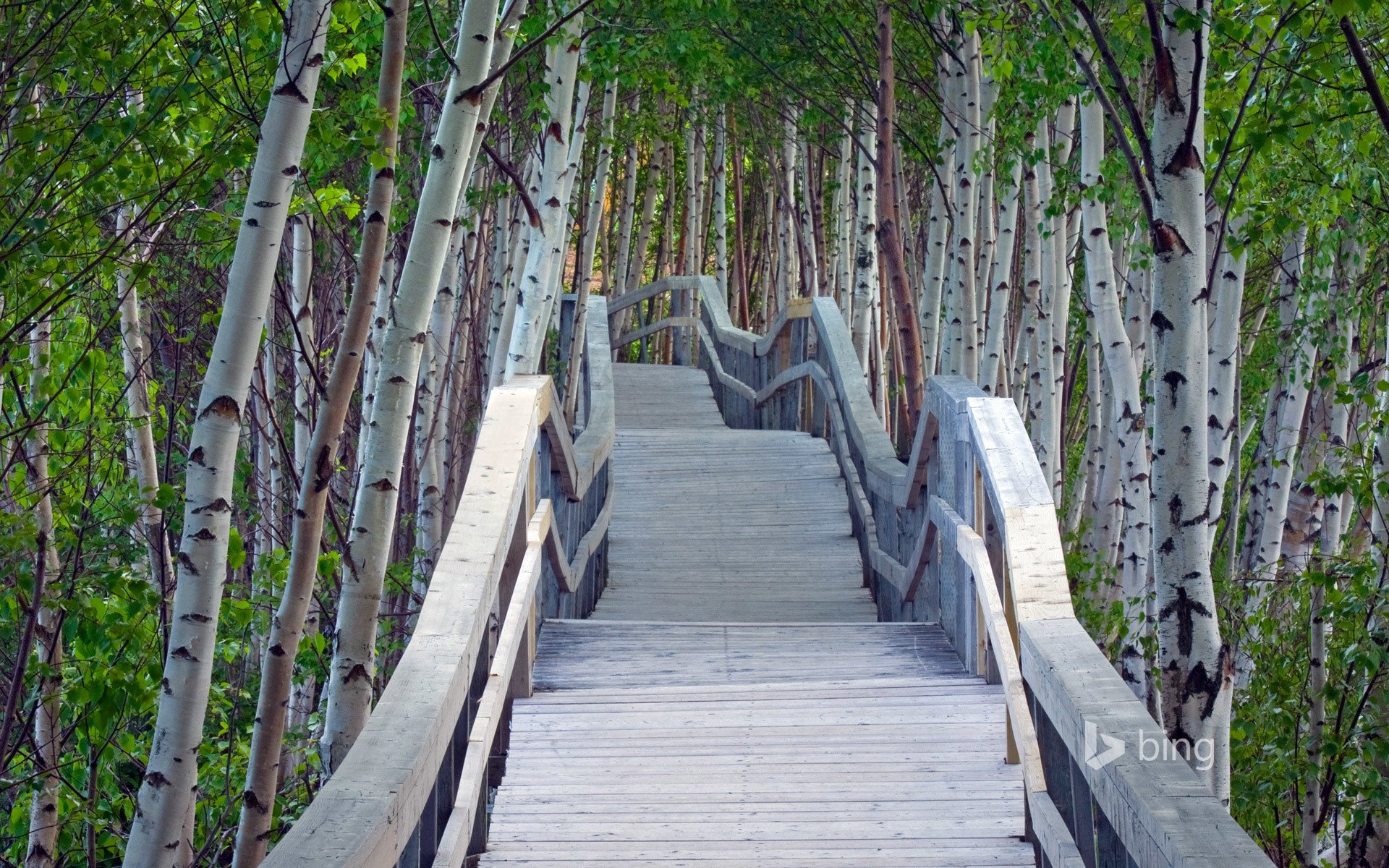 arbres bouleaux pont passerelle balustrade perspective feuilles verdure été