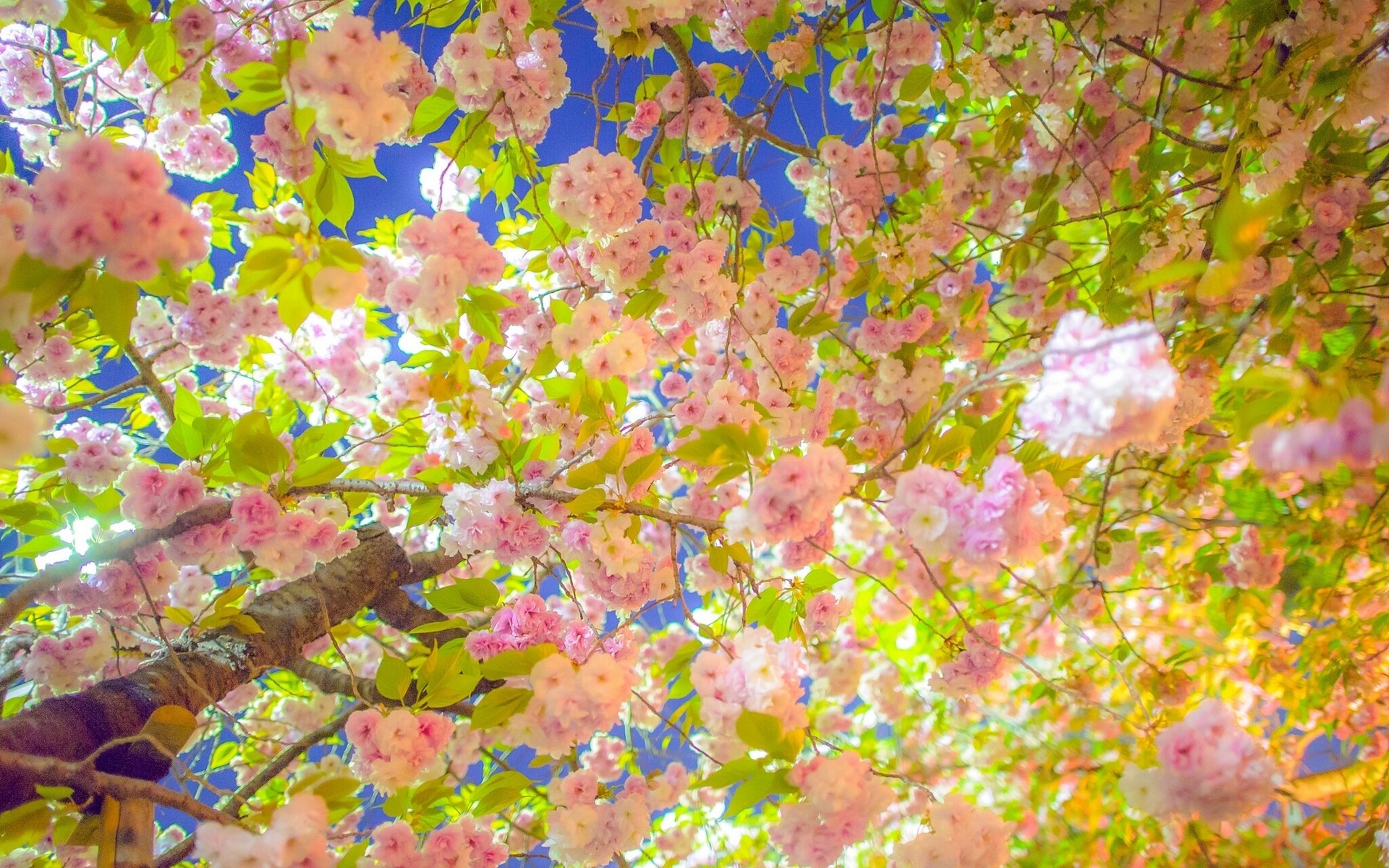 sakura ciliegio albero fioritura primavera rami