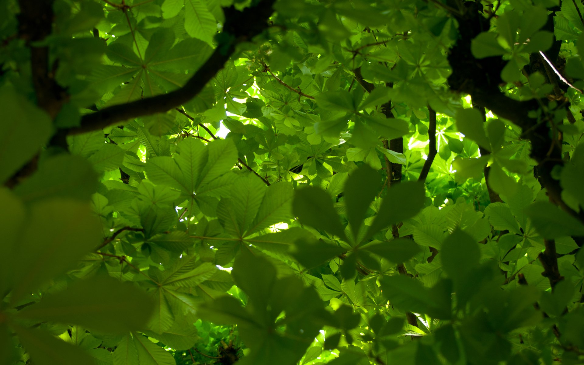 feuilles verdure arbre couronne châtaignier branches