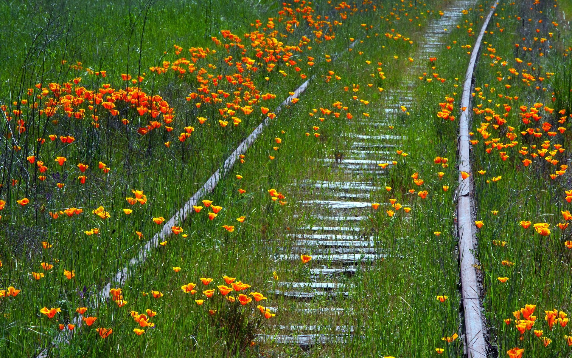 fleurs chemin de fer été nature