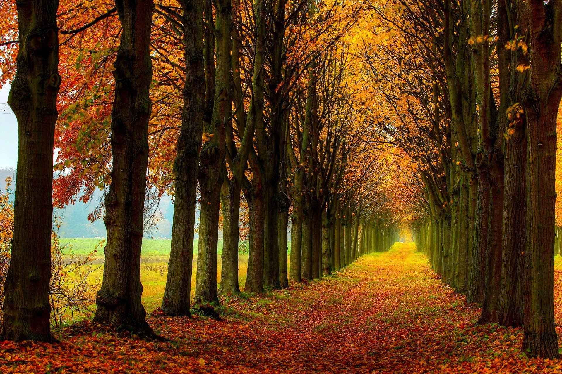 natur wald feld bäume blätter bunt straße herbst herbst farben zu fuß