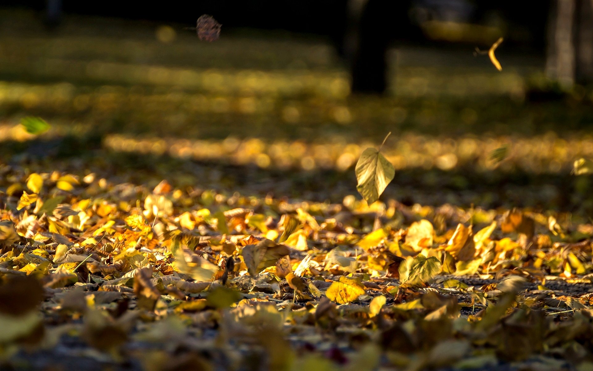 natur blätter blätter blätter blätter herbst gelbe blätter hintergrund tapete widescreen vollbild widescreen widescreen