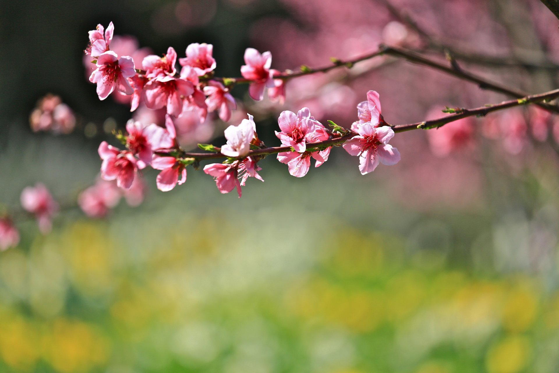 wiosna gałęzie kwiaty sakura tło rozmycie