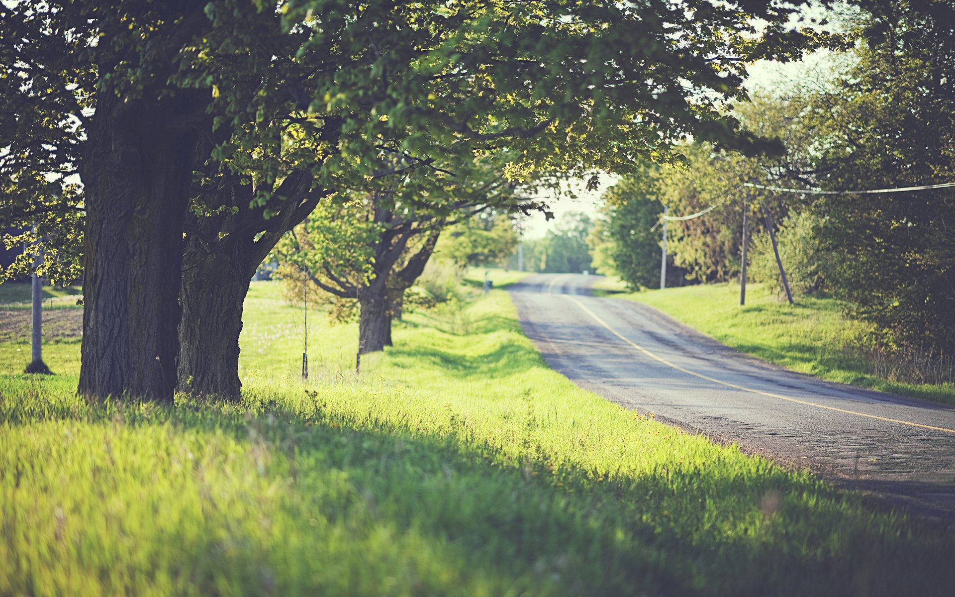 strada alberi fogliame erba verde umore