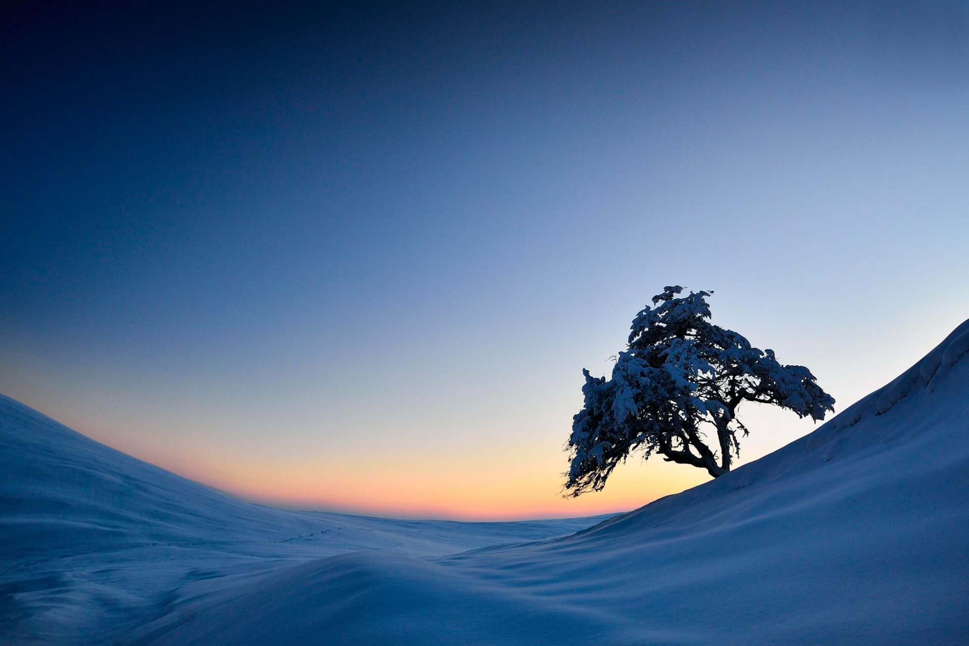 tree snow slope