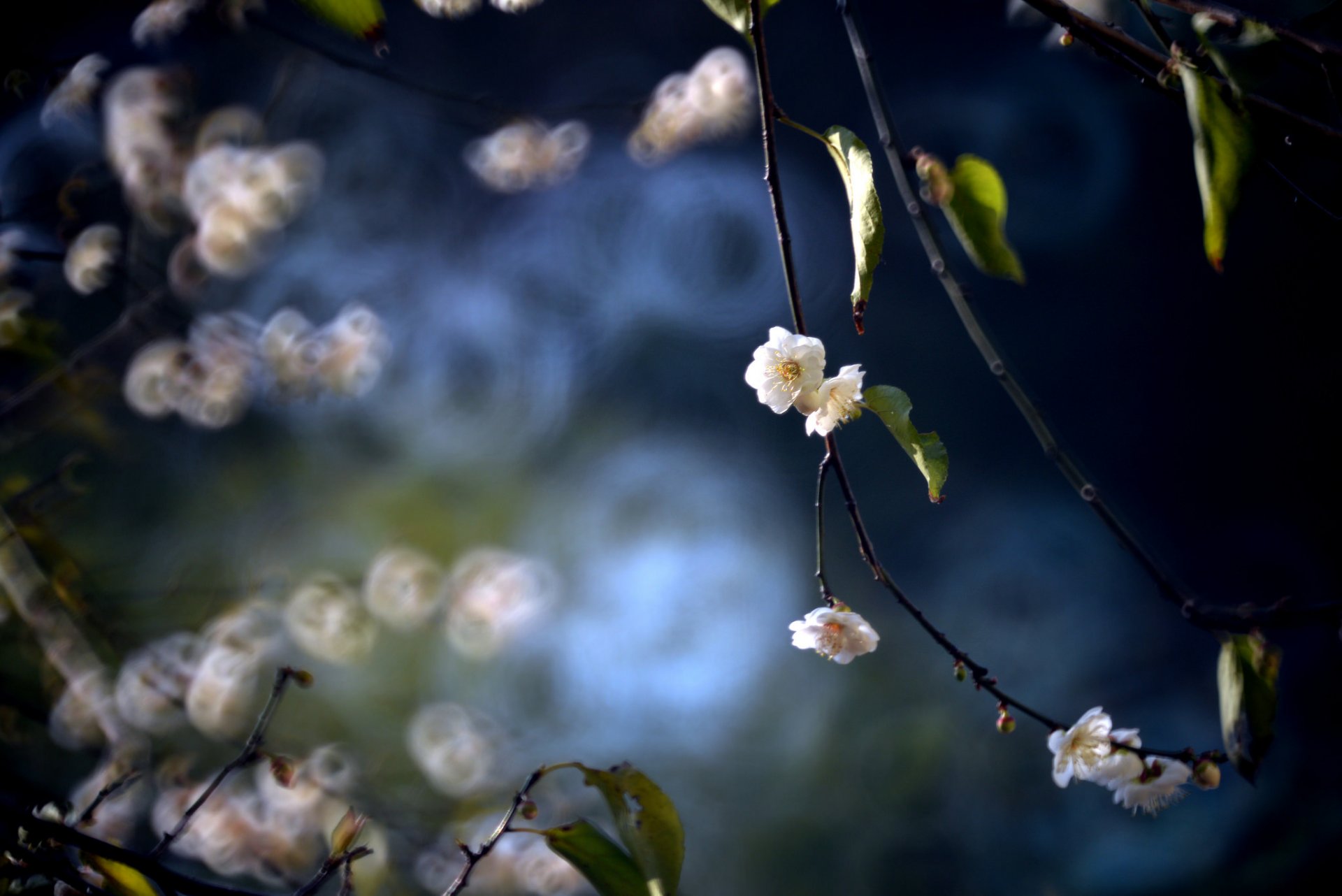 branches feuilles fleurs prune floraison printemps