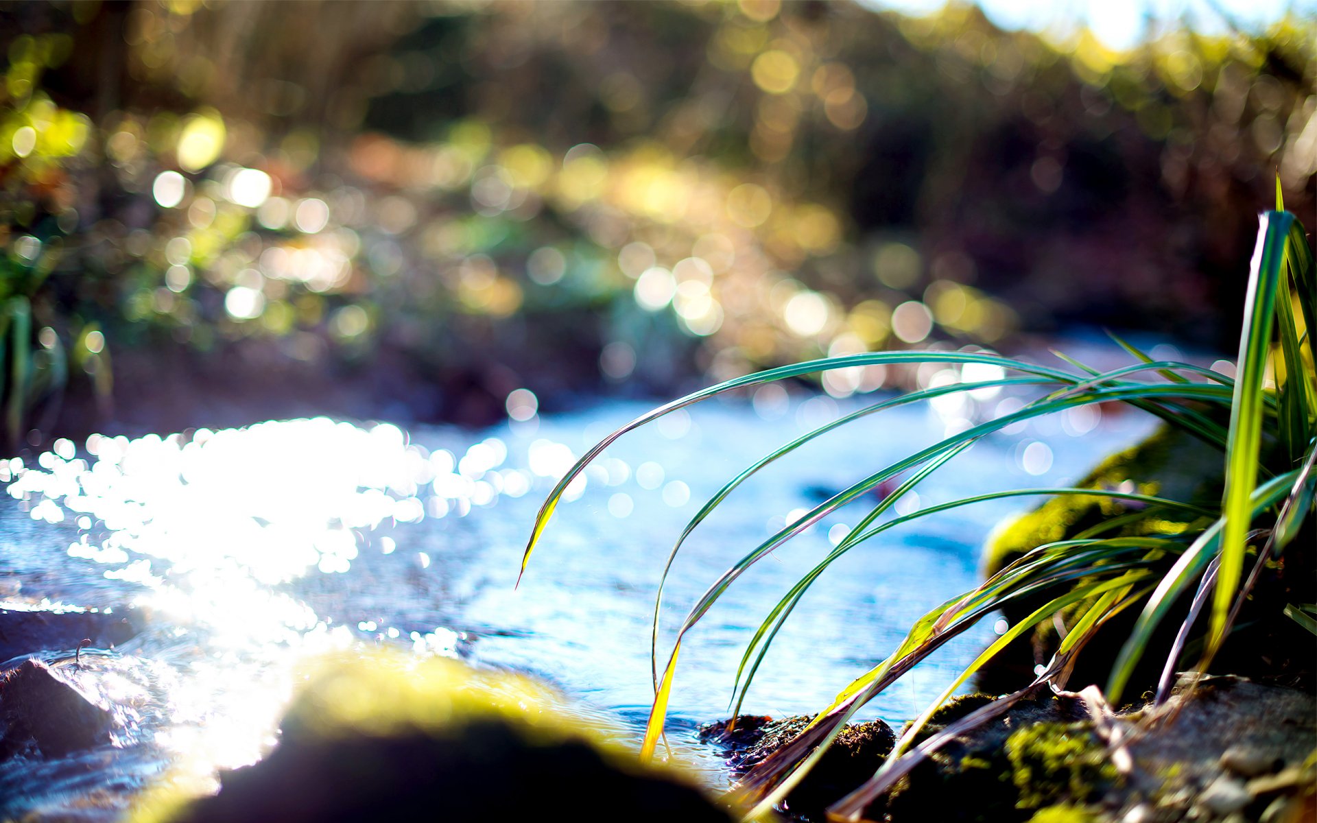 ruisseau eau ensoleillé herbe brins d herbe rivage