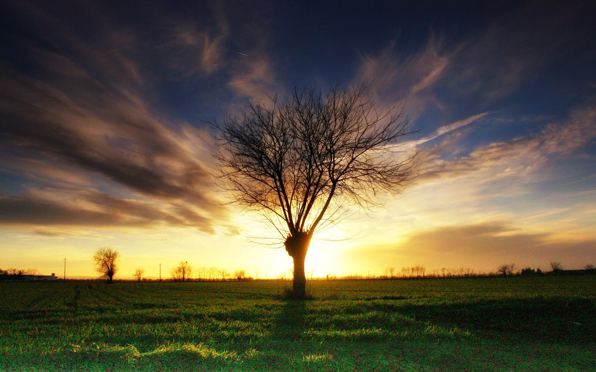 naturaleza árbol árboles ramas hojas hojas follaje hierba vegetación noche fondo papel pintado pantalla ancha pantalla completa pantalla ancha pantalla ancha