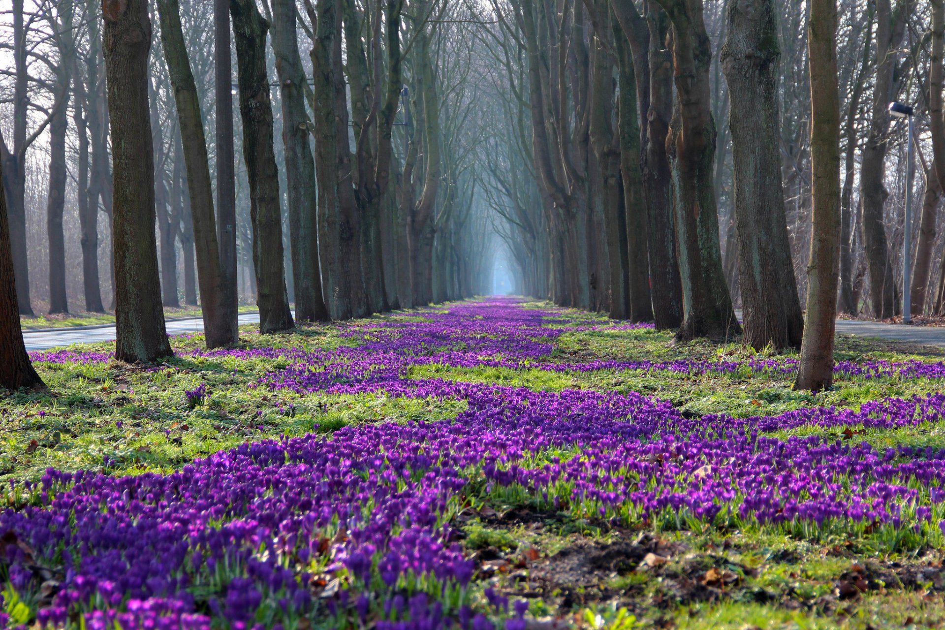 naturaleza parque primavera desnudo árboles flores azafrán