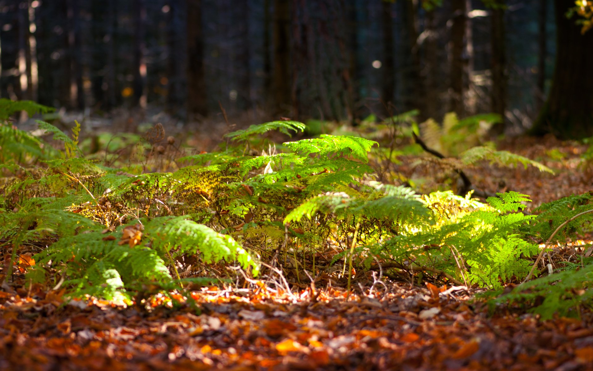 foresta felce verde alberi soleggiato luce