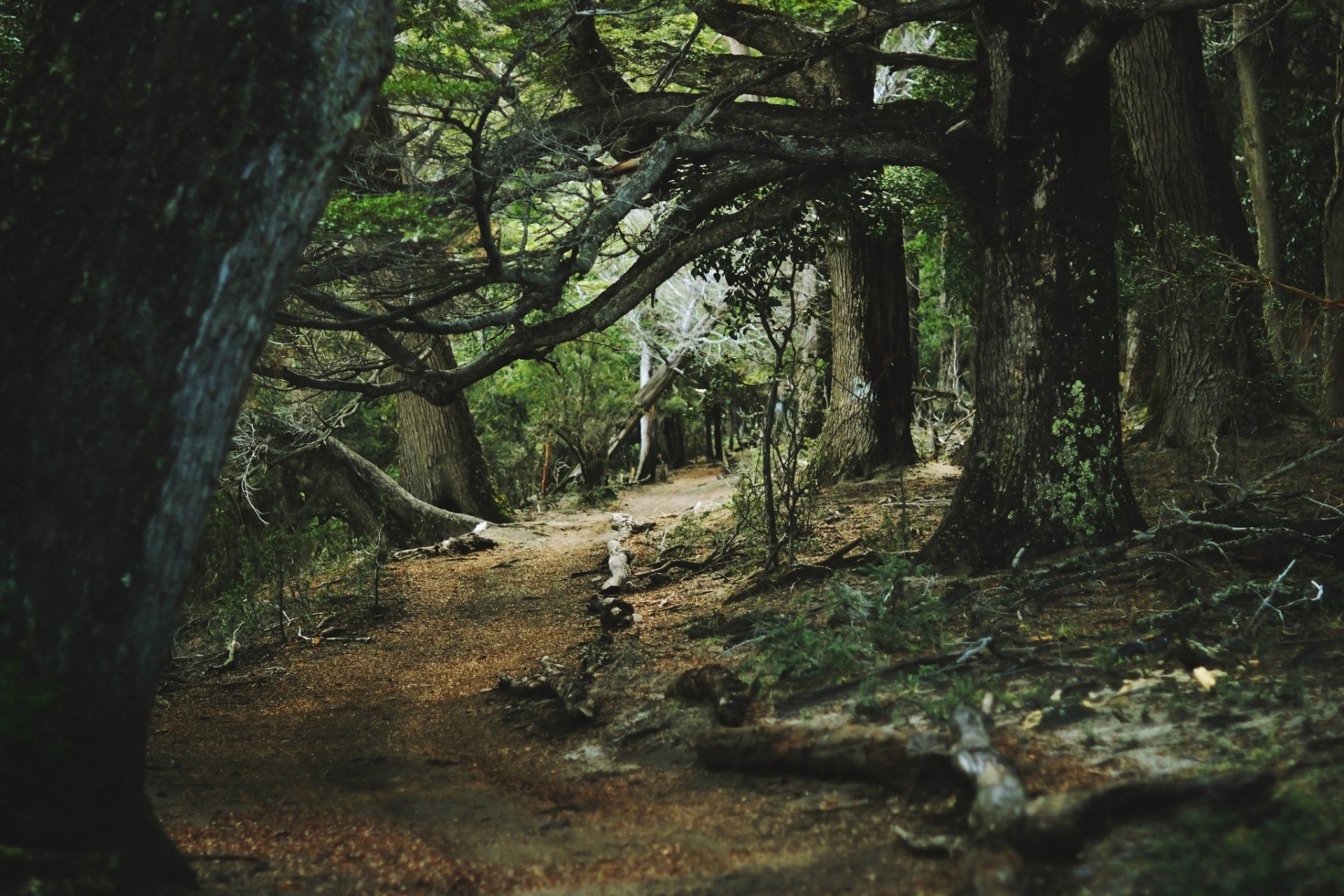 foresta alberi lichene sentiero estate