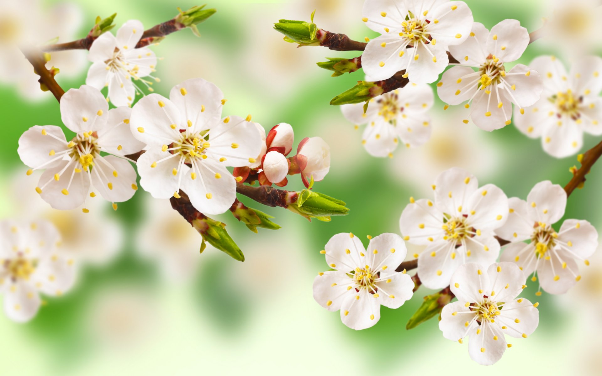 frühling baum zweig blumen blätter apfelbaum