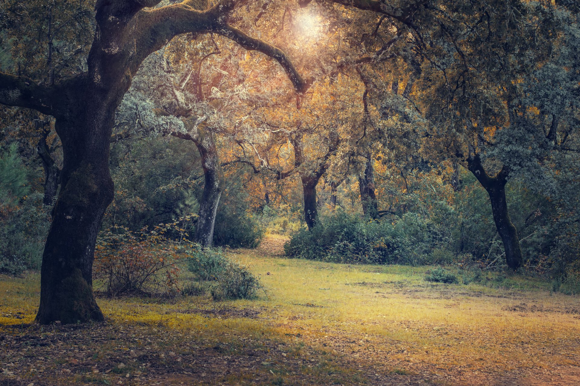 herbst wald lichtung