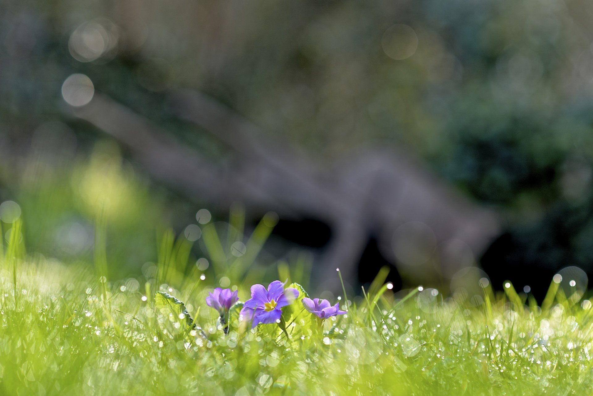 gras blumen flieder tau tropfen blendung frühling