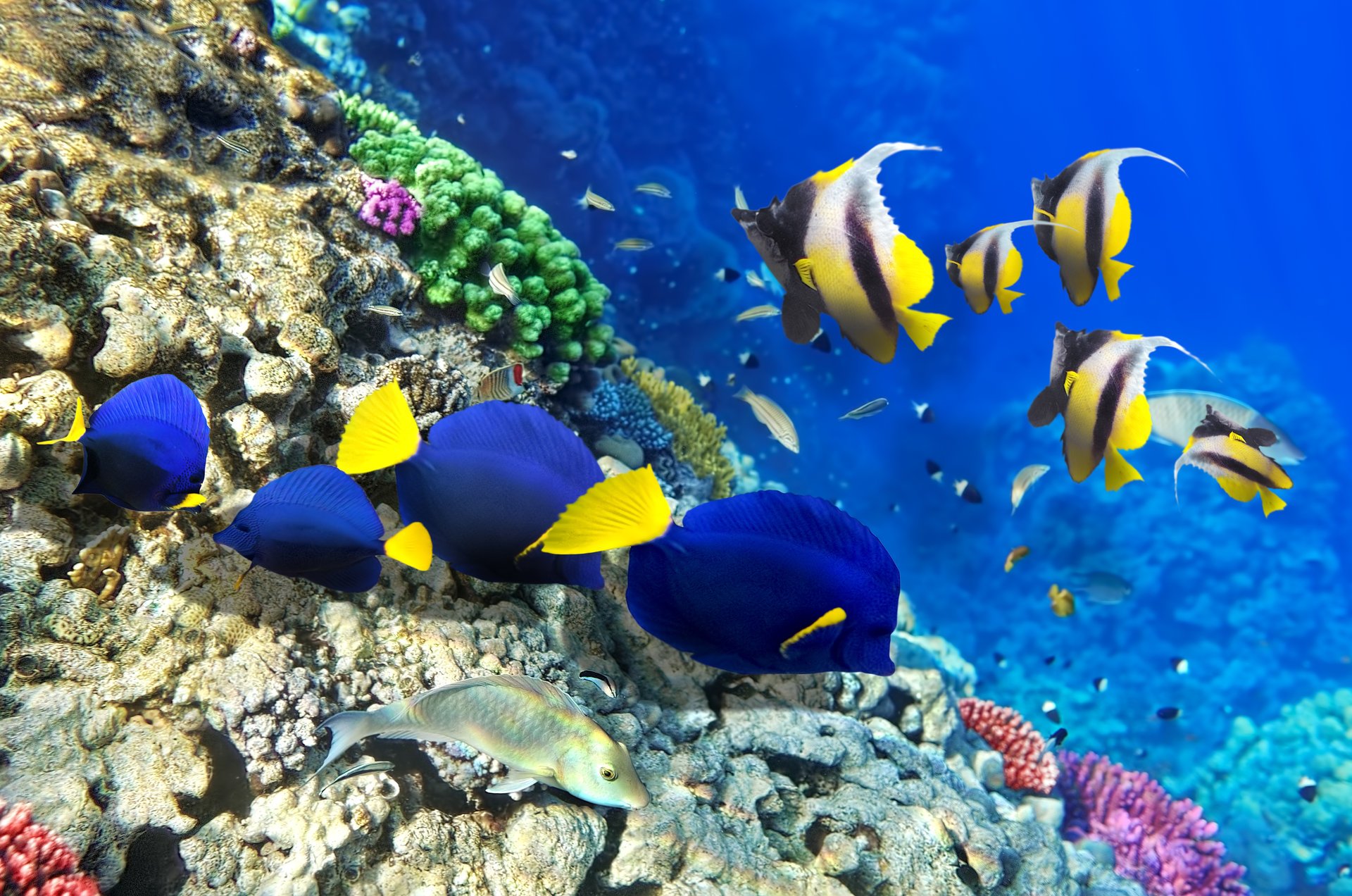 bajo el agua peces patrón corales barco burbujas