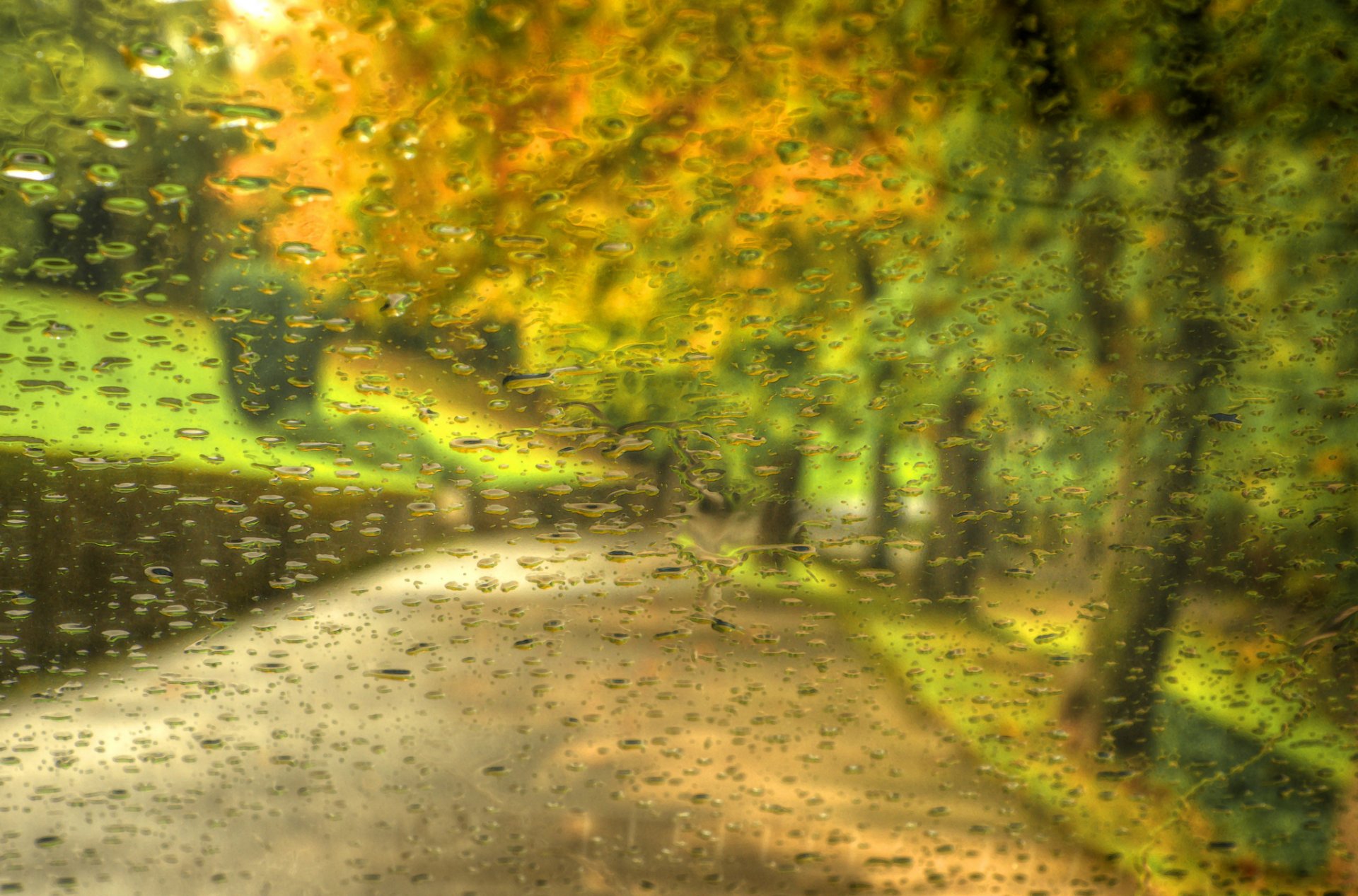 hojas árboles gotas lluvia bosque parque otoño paseo naturaleza camino