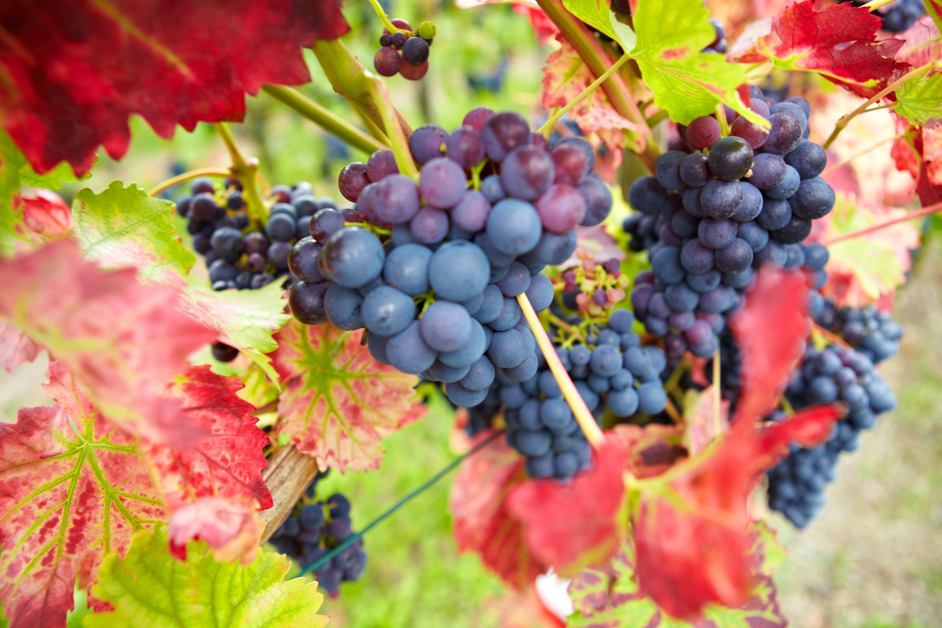 raisins feuilles rouges bordeaux baies grappes nature automne vendange