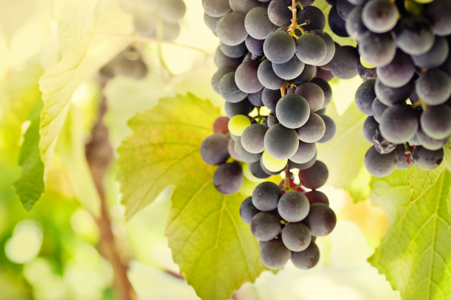 trauben trauben beeren blätter sonne licht